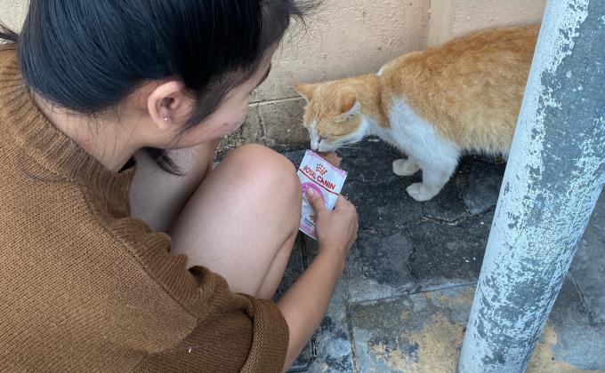 ให้อาหารแมวจรจ