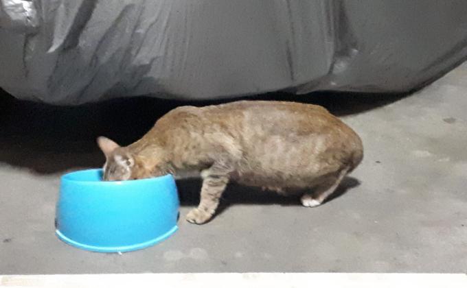ให้อาหารแมวจรจัด