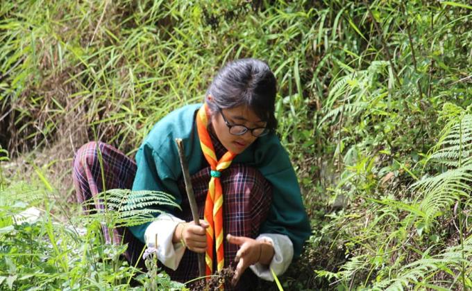 Tree Plantation