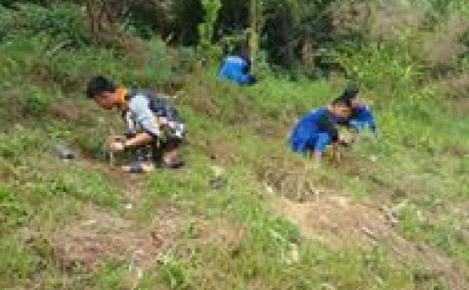 Plantation of Saplings 