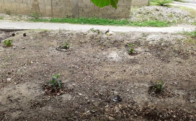 Huerto Siembra y Crece, Realizado por Patrulla tigre del Distrito Jose Gregorio Hernandez, Santa teresita