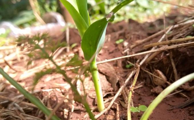 FOOD FOR LIFE  PROJECT PHASE 2 (2)-KENYA