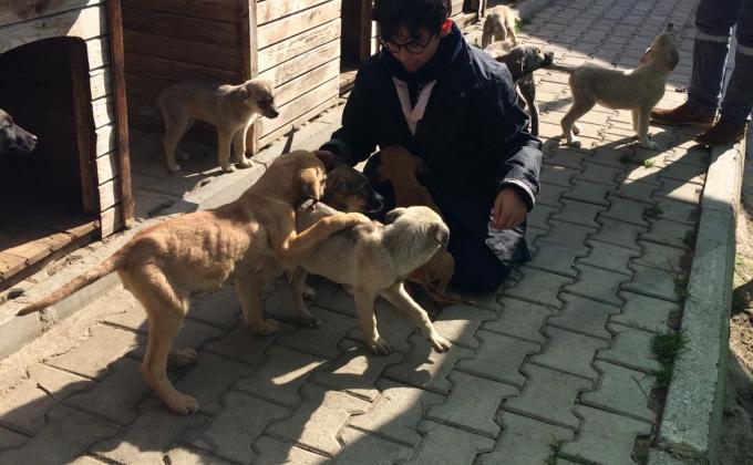 Volunteer service at rehabilitation center for street animals