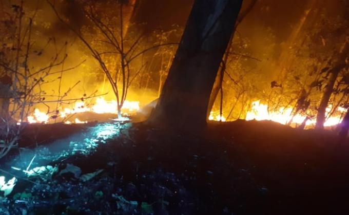 Forest Fire
