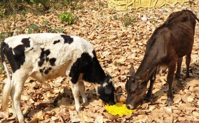 Food Feeding To Animals