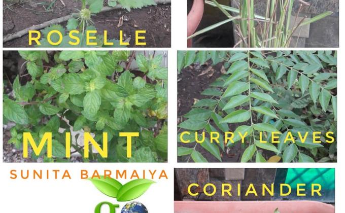 B.Environment & Sustainability Challenge -4-#Goorganic By Sunita Barmaiya, STC {G}/ SECR