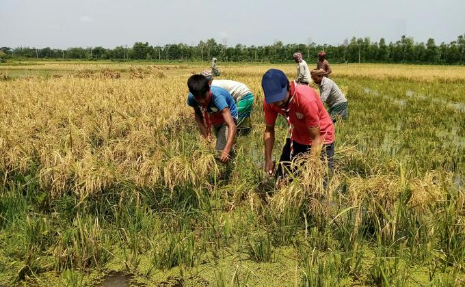 দরিদ্র কৃষকের ধান কর্তন 