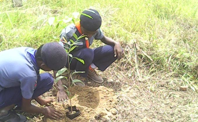 planting saplings