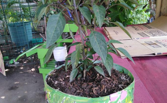 "D BSP Project" (The Bottle Saver for Planting Project)