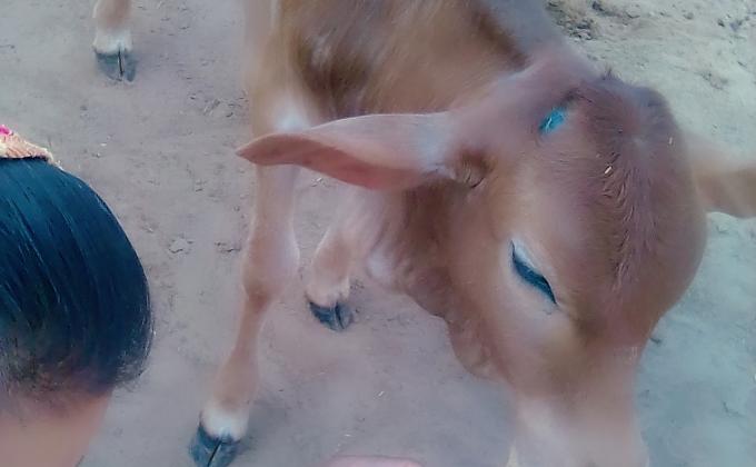मीरां