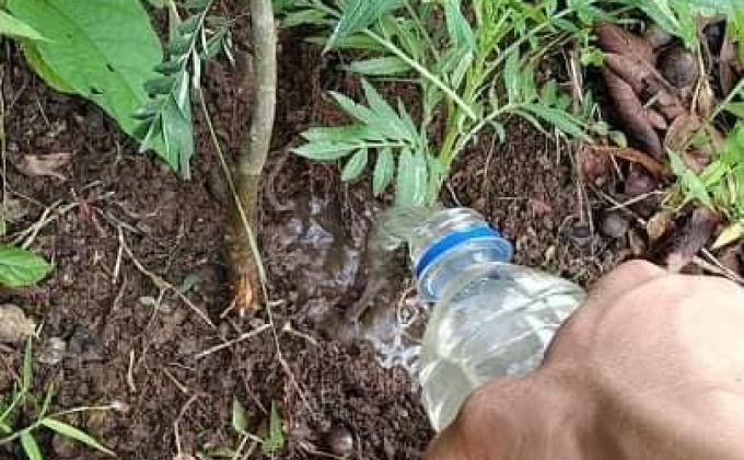 Plantation on Forestry Day