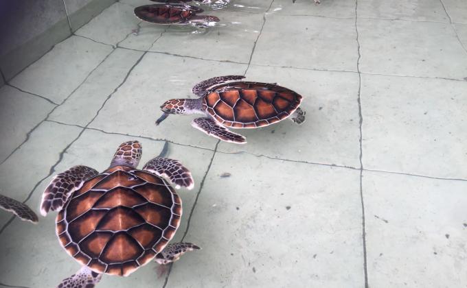 Lombok Turtle Rescue