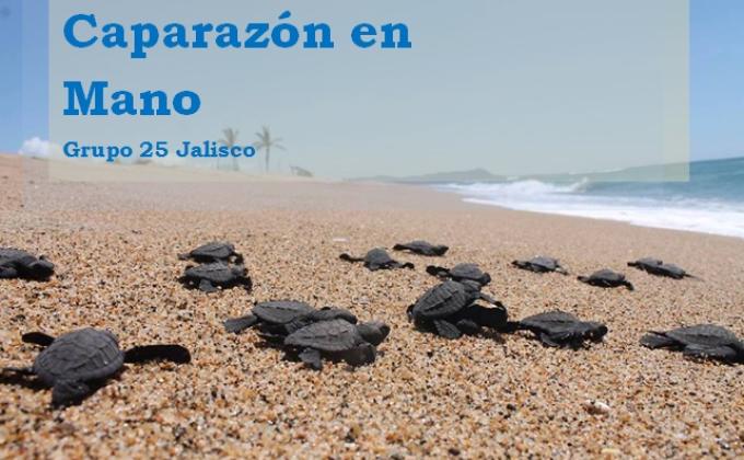 CAPARAZÓN EN MANO