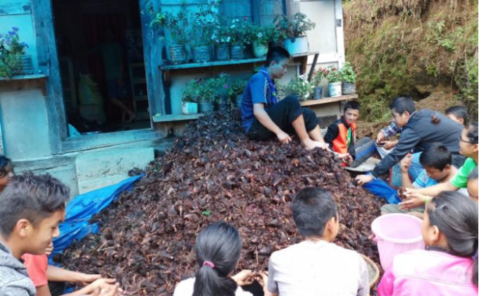 Cardamom harvesting to strengthen community relation