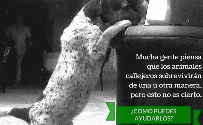 Dejando Huellas