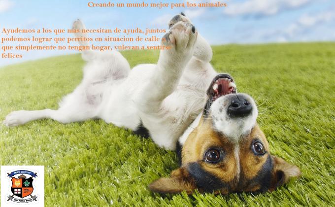 Creando un mundo mejor para los animales