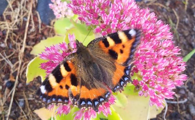 Cub Community Photo Competition