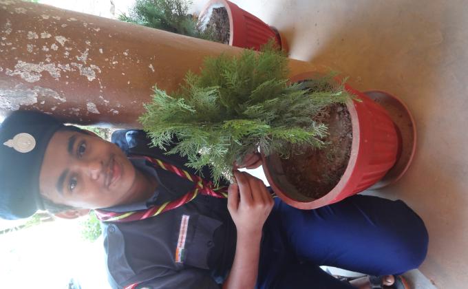 preservation of greenary