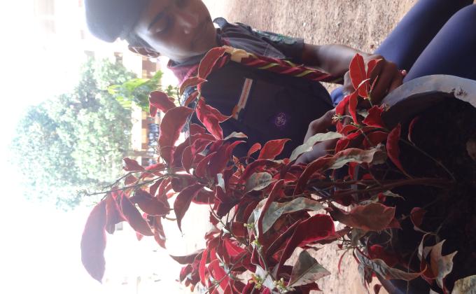 Preservation of greenary