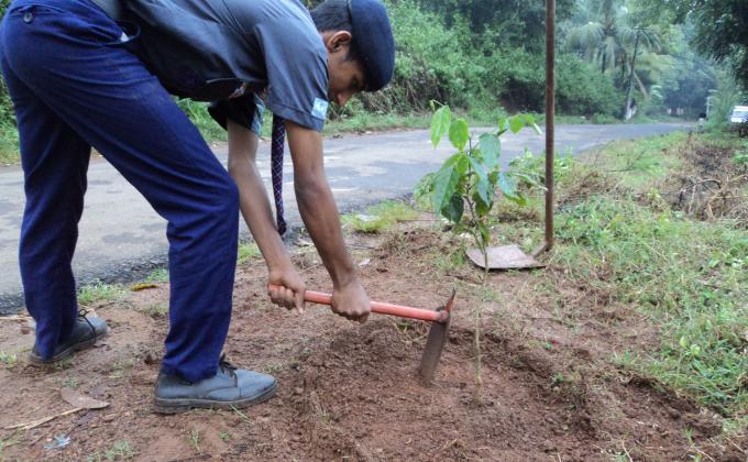 social forestry planting trees in school compound and adjecent area