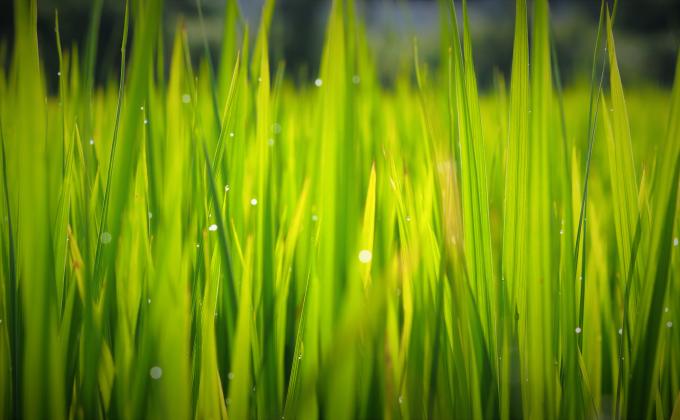 photography contest - with theme "nature"