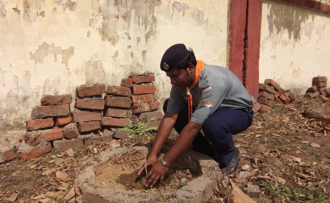 Tree plantation