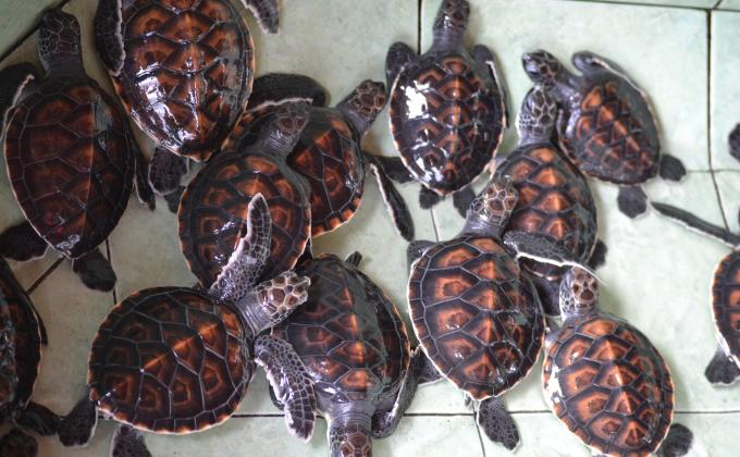 Lombok Turtle Rescue
