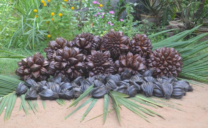 An Environment Action Plan Of Wennappuwa Scout District