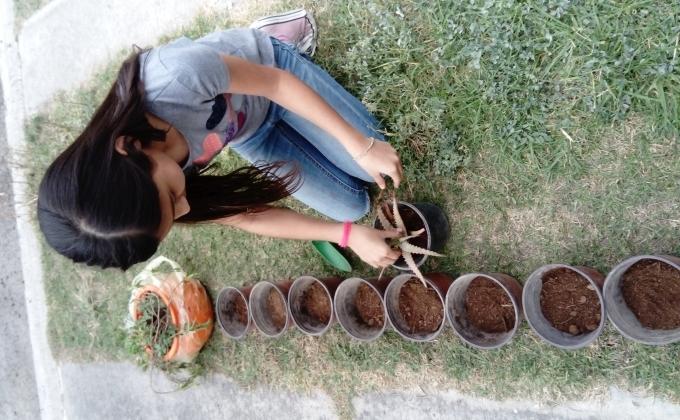 Recoleccion y cuidado de primeras plantas medicinales