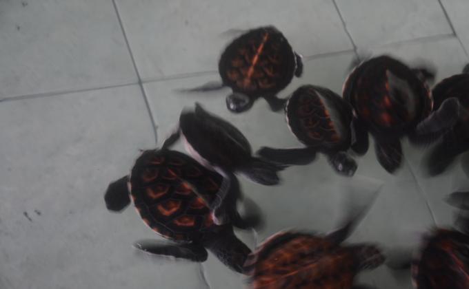 Lombok: Turtle Conservation. (Find And Rescue Turtle eggs)