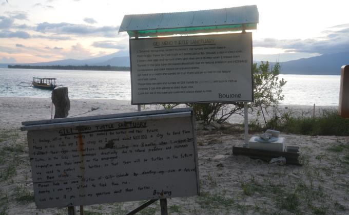 Find and Rescue Turtles  (Lombok , Indonesia) 