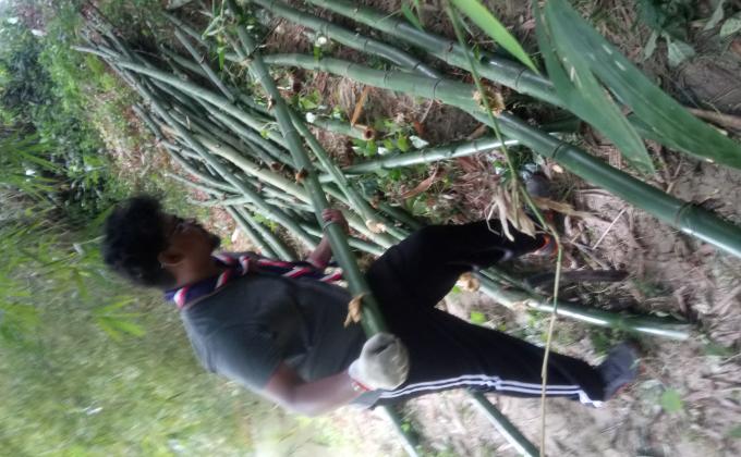 PEMOTONGAN BULUH