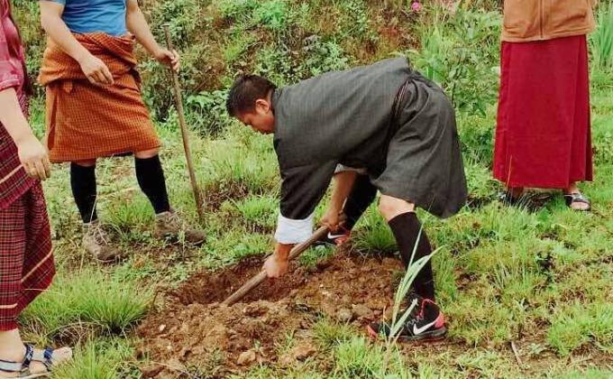Plantation of Saplings