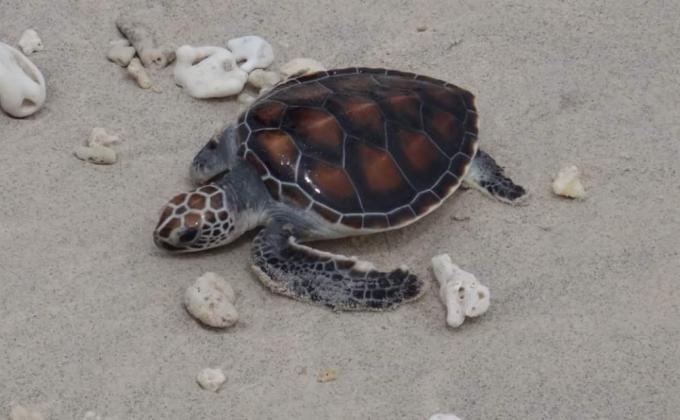 Lombok Turtle Rescue 2015