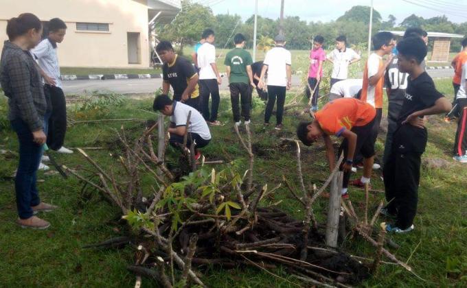 Menuai ubi pulut dan berkebun