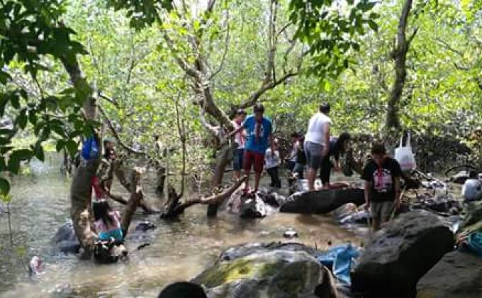 Mangrove planting