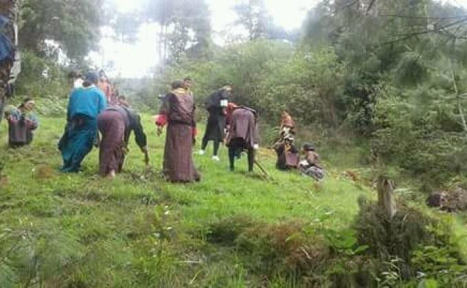 Trees planting