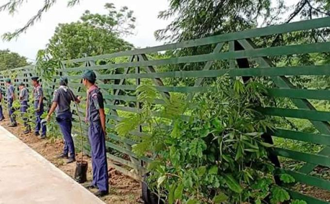 TREE PLANTATION 