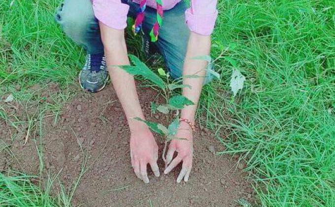 Plantation at village Damrog solan 