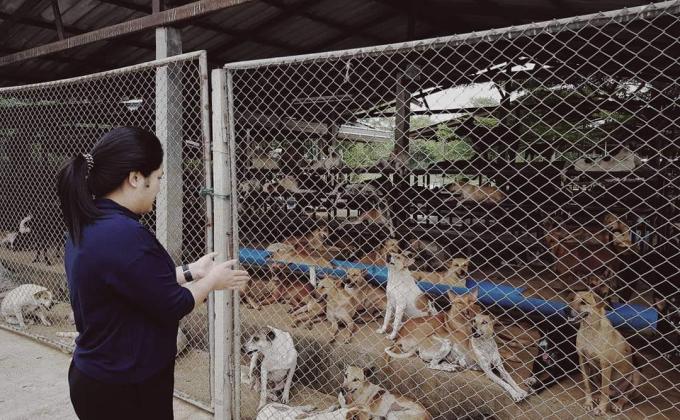 ช่วยเหลือสุนัขจรจัด