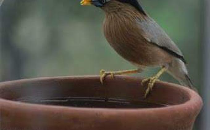 SAVE BIRDS SAVE LIFE in summer