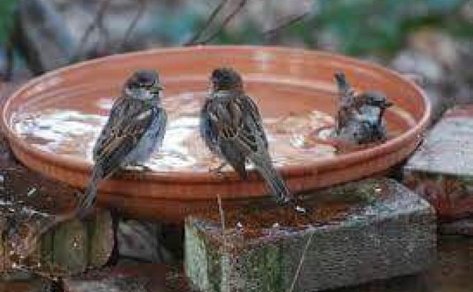 SAVE BIRDS SAVE NATURE