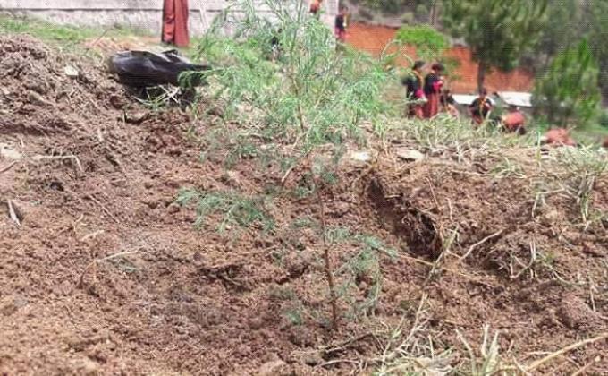 Planting of trees 