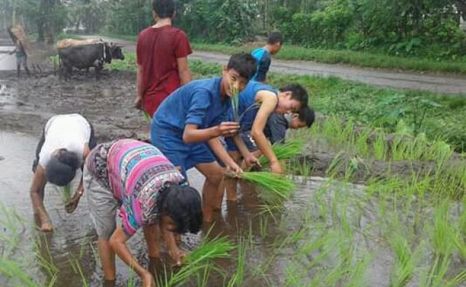 Helping in paddy cultivation 