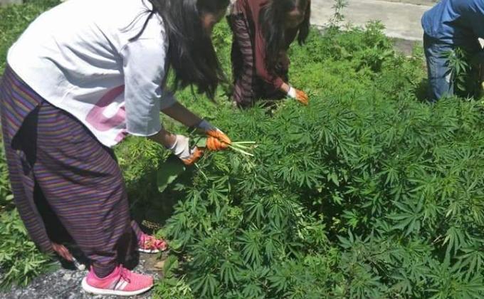 Social Work to uproot Marijuana