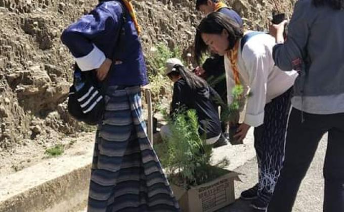 plantation 