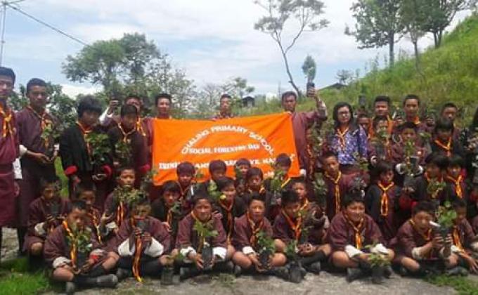 tree plantation 