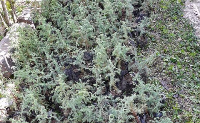 planting cypress tree