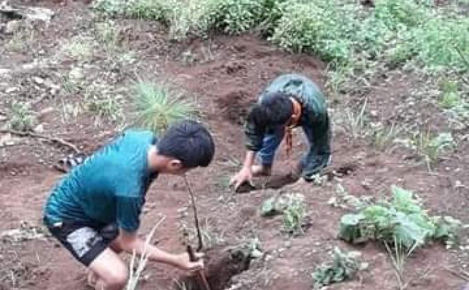 forest day celebration