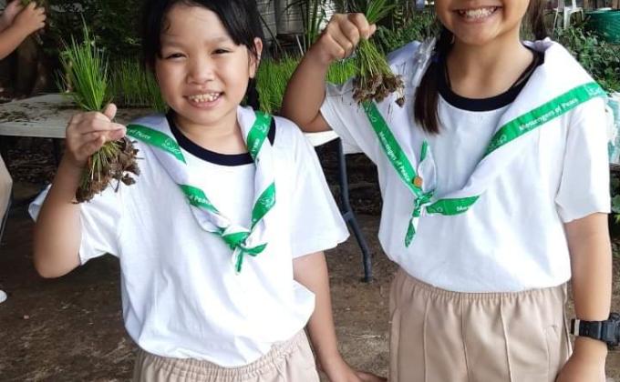 เรียนรู้การปลูกข้าวนาโยน